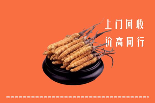 高价求购：城关区回收散虫草